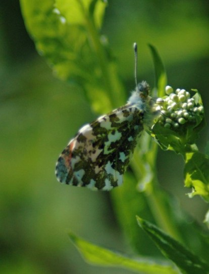 Orange Tip male underside
