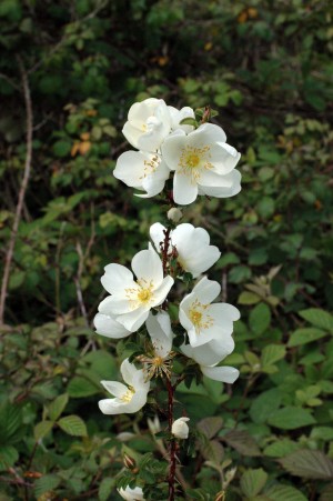 A prickly stem full of blooms