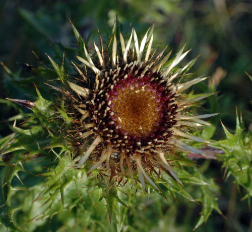 Composite flowerhead of a Carline thistle fully open