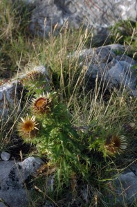 Carline thistle plant growing amongst rocks on Bryn Euryn