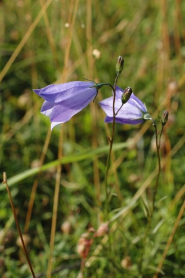 Harebell- Campanula rotundifolia