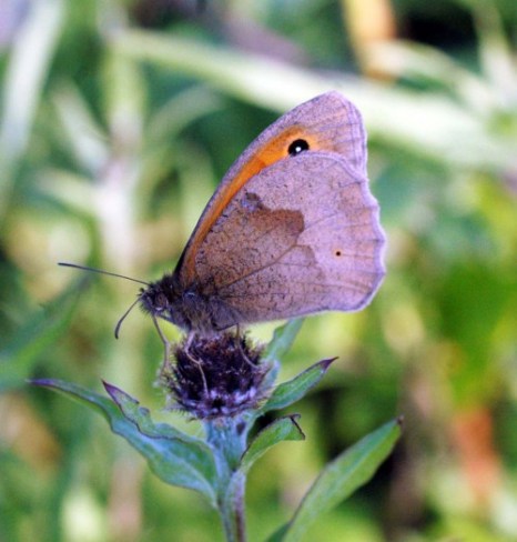 Meadow Brown butterfly on the bud of a knapweed