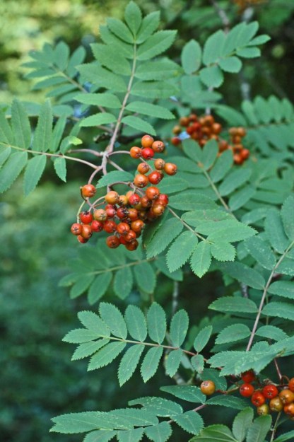 Ripening Rowan berries