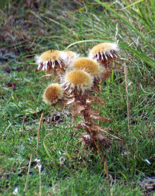 Seedheads on a plant already drying out