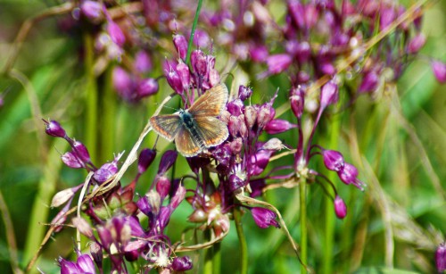 Female Common Blue butterfly, looking a bit more worn