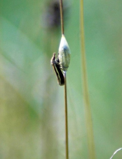 This one landed on the pupa of a 6-spot Burnet Moth
