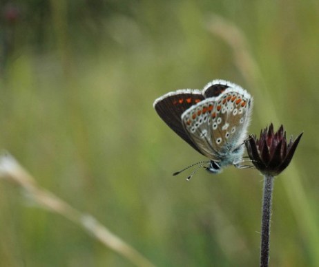 Brown Argus underside with 'figure of 8' spots on forewing