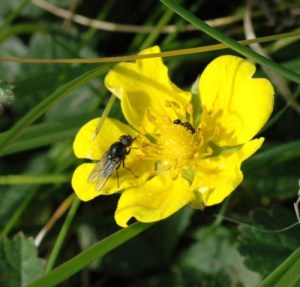 Small flowers attract small insects