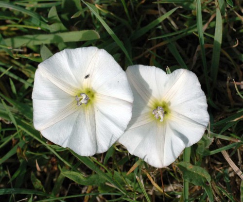 Flowers are smaller than those of Large Bindweed