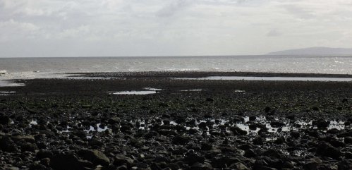 View across the mussel bed from the shore
