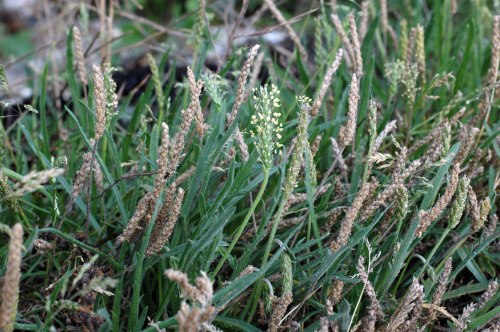 Sea Plantain-Plantago maritima