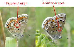 Brown Argus - Common Blue undersides