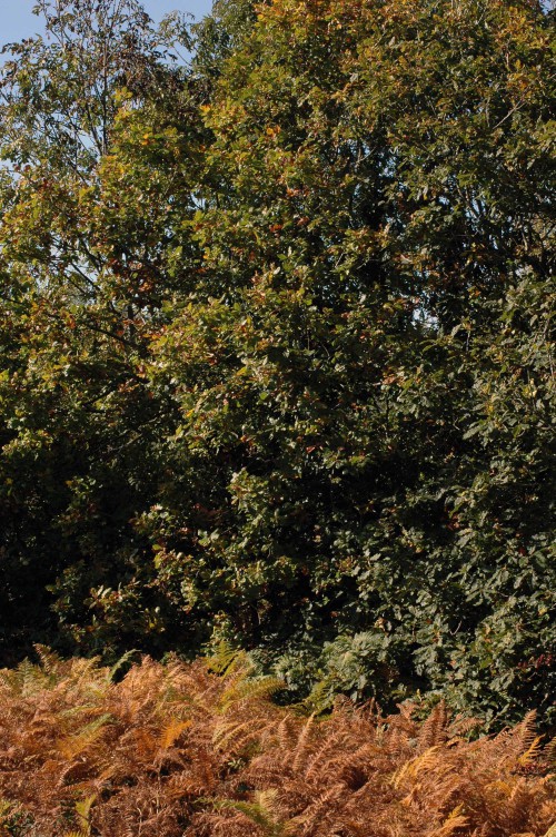 Oak tree with bracken in the foreground