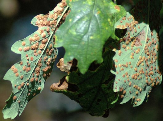 141002(17)TGNW-Bryn Euryn- Spangle galls on oak leaves