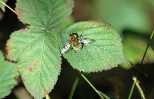 Cute insect looking like a small bee and behaving like a hoverfly