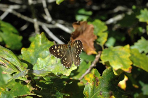 Speckled Wood basking on an oak leaf