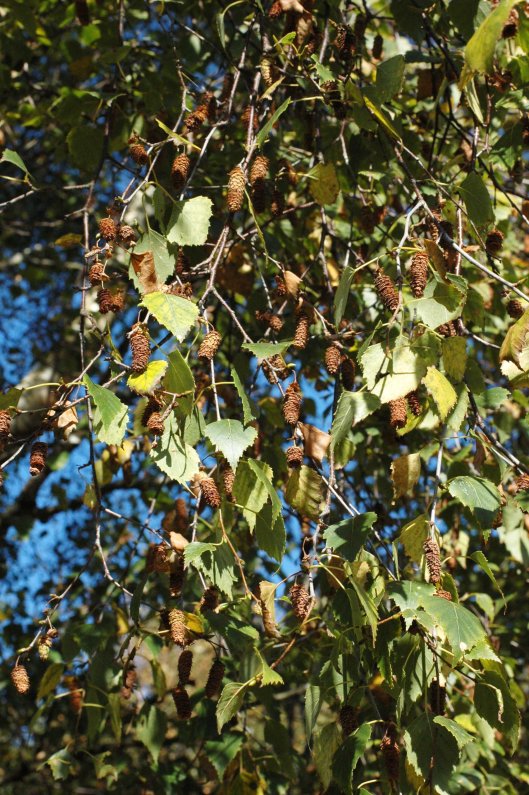 141002(26)TGNW-Bryn Euryn- Silver birch fruits
