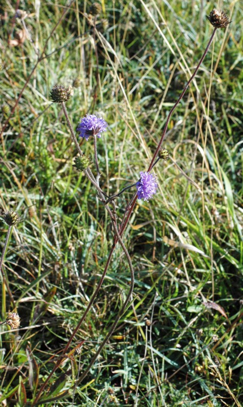 Scabious still flowering