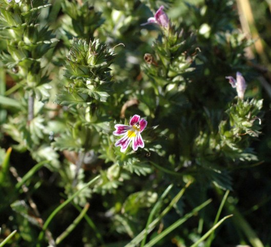 Eyebright with purple-pink edged petals