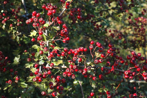 Rich pickings still to come for hungry birds  