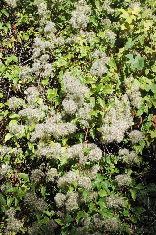 Fluffy seed heads of wild clematis or 'old man's beard'