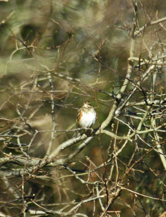 150104TGBRD-Kitchen view 12- Sparrowhawk 