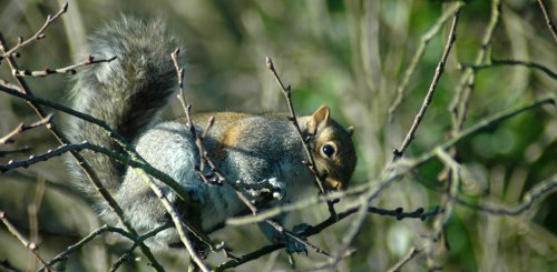 One of the squirrels nibbling on a twig