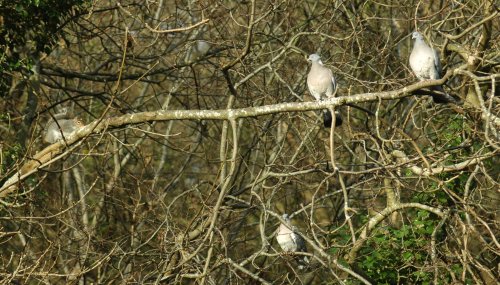 Wood Pigeons keep an eye on an approaching Grey Squirrel