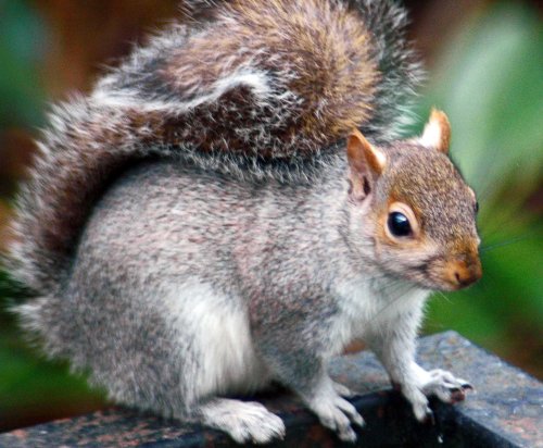 A photogenic Grey squirrel