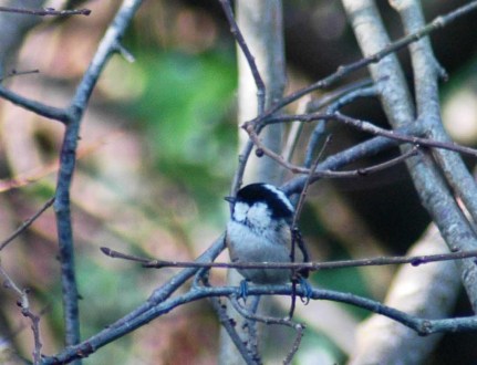 Coal tit