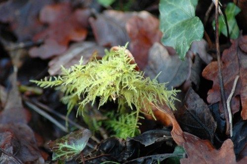 Feather moss