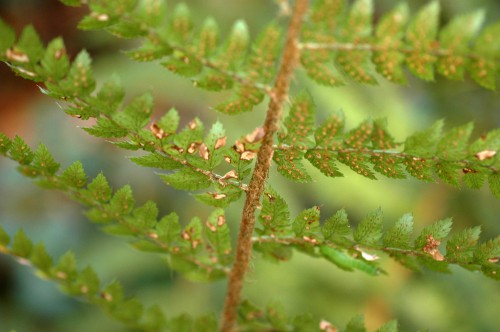 Spores on the back of a fern leaf