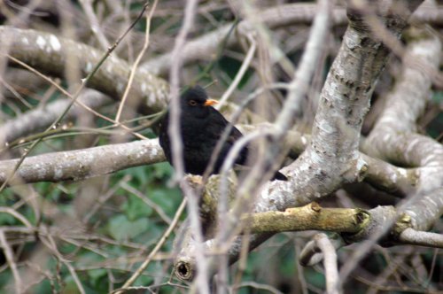 Male blackbird