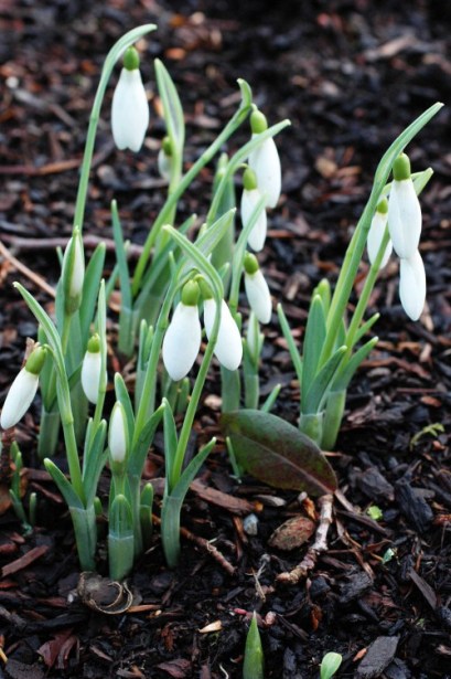 Snowdrops almost out