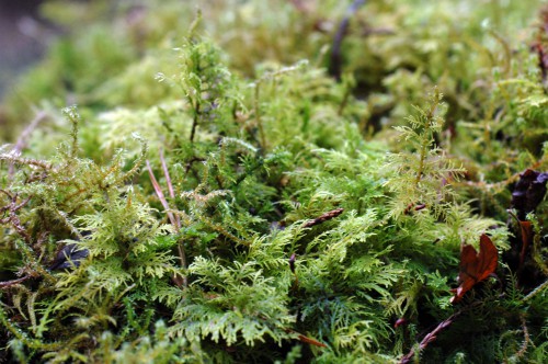 A close-up of  a fern-like moss