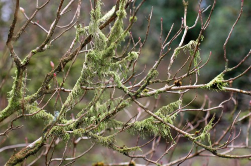 Lichen draped along twiggy branches