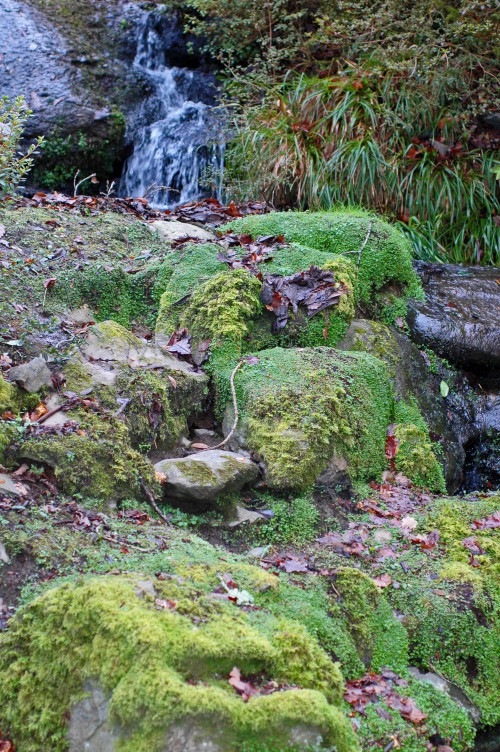 150120TG-Bodnant 21-Mossy stones by water