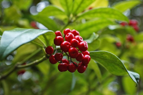 Red berries of 