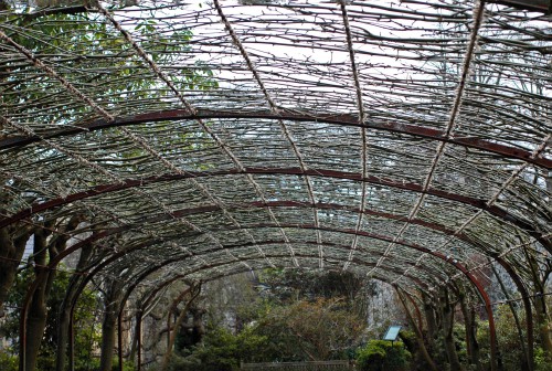 Still a way to go- the un-pruned half