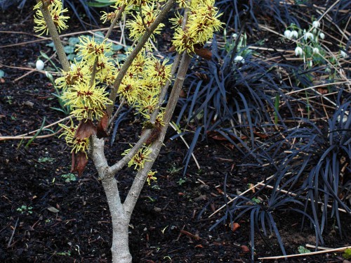 Wych Hazel underplanted with black grass and snowdrops
