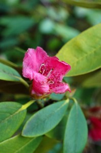 Rhododendron, also past its best