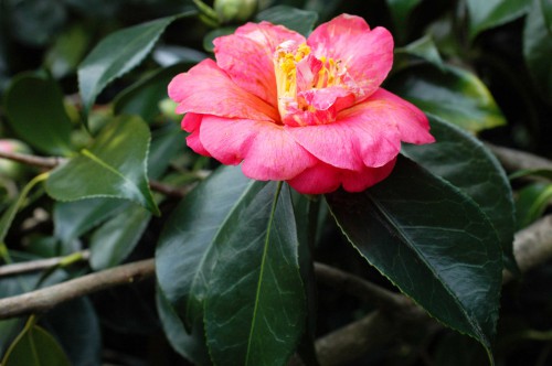 A pink camellia, past its best but still beautiful