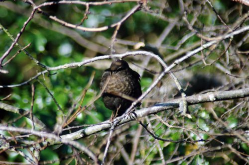 Female blackbird