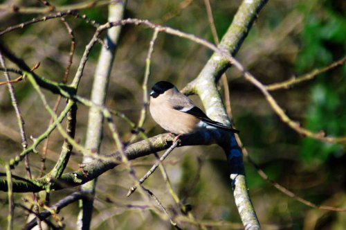 3/2/15-Bullfinch female