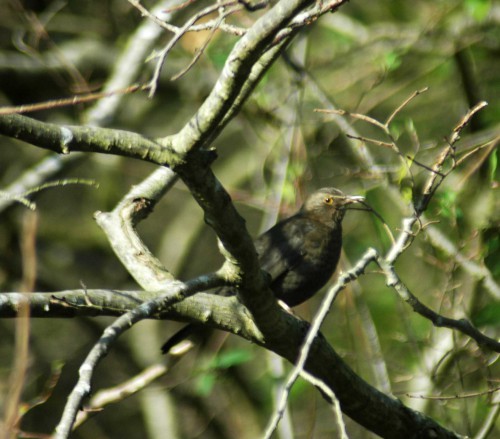 A lighter female blending perfectly in amongst the sunlit twiggy tree branches