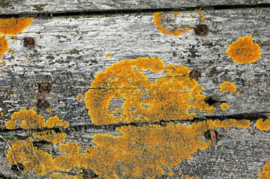 150218TGBR117-Sheerness-Lichen on old barge