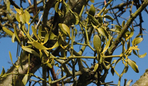A close-up view of the thick waxy leaves