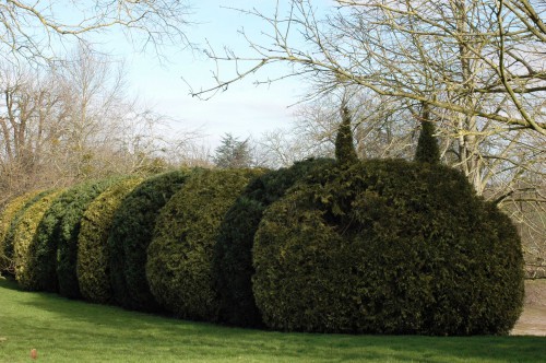 A yew topiary in the form of a caterpillar 