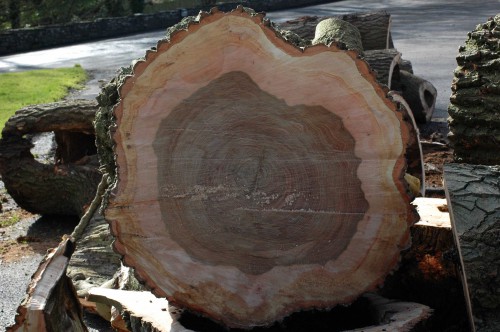 Beautiful wood of a recently felled tree
