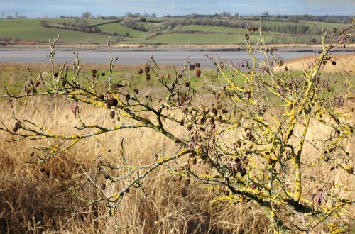 Alder tree with lichen and old female catkins